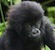 Trekking the Mountain Gorilla's